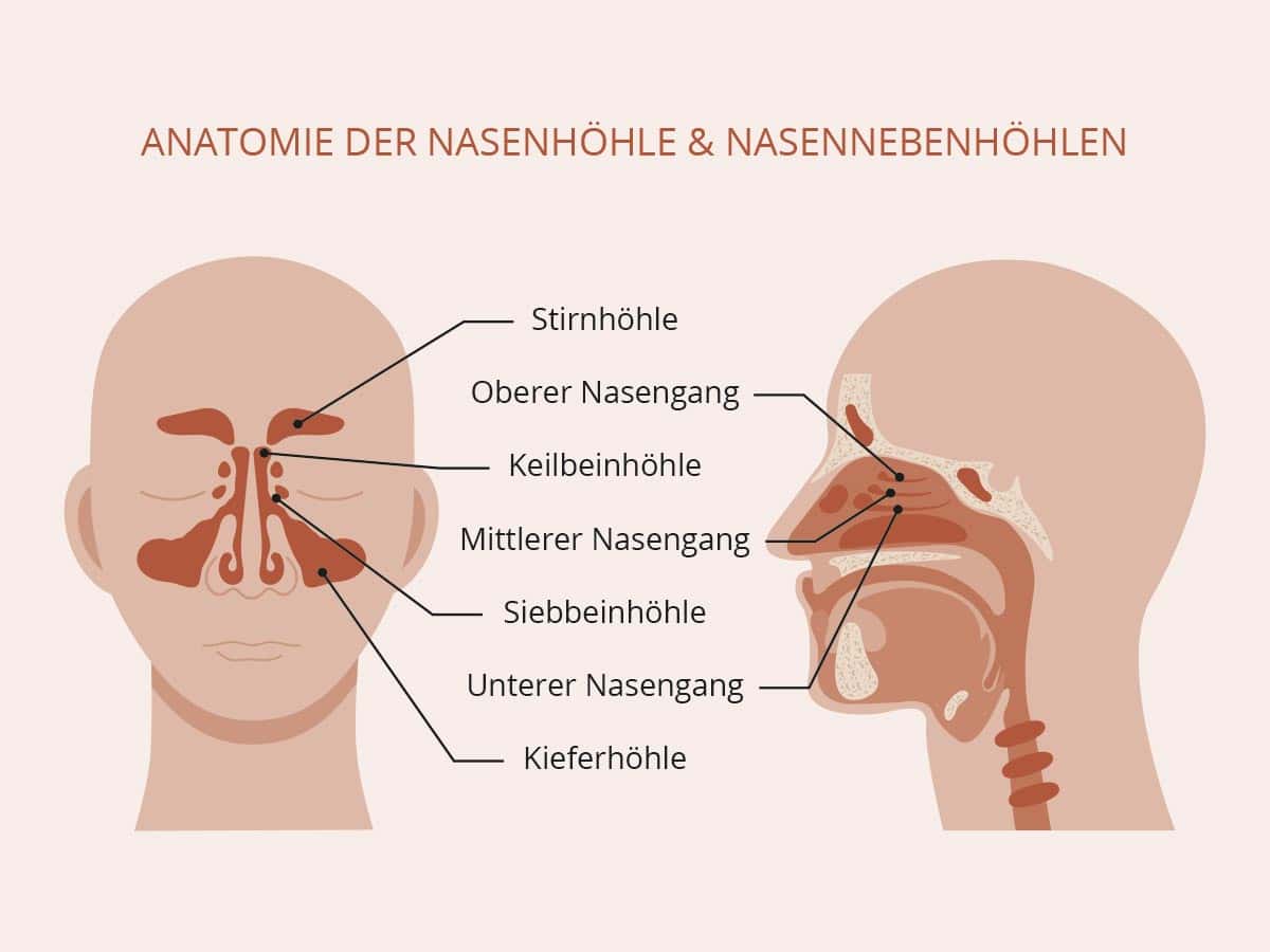 Tumours in the nose